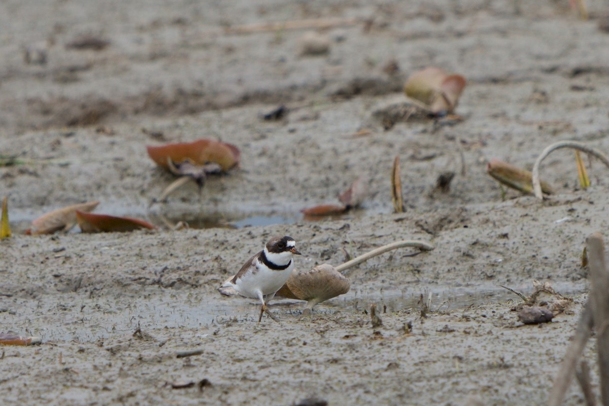 Semipalmated Plover - ML477241801