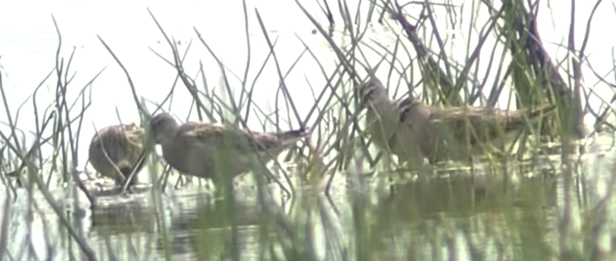 Short-billed Dowitcher - Brendan Collins