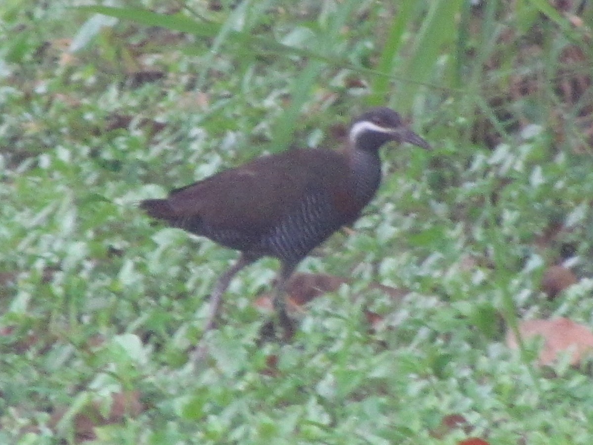 Barred Rail - ML477242351