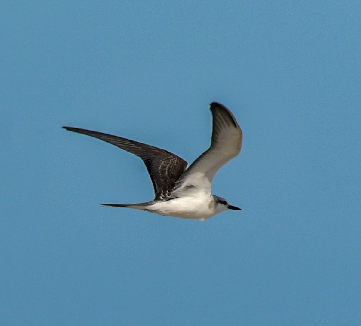 Bridled Tern - ML477242591