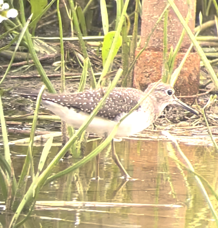 Solitary Sandpiper - ML477243171