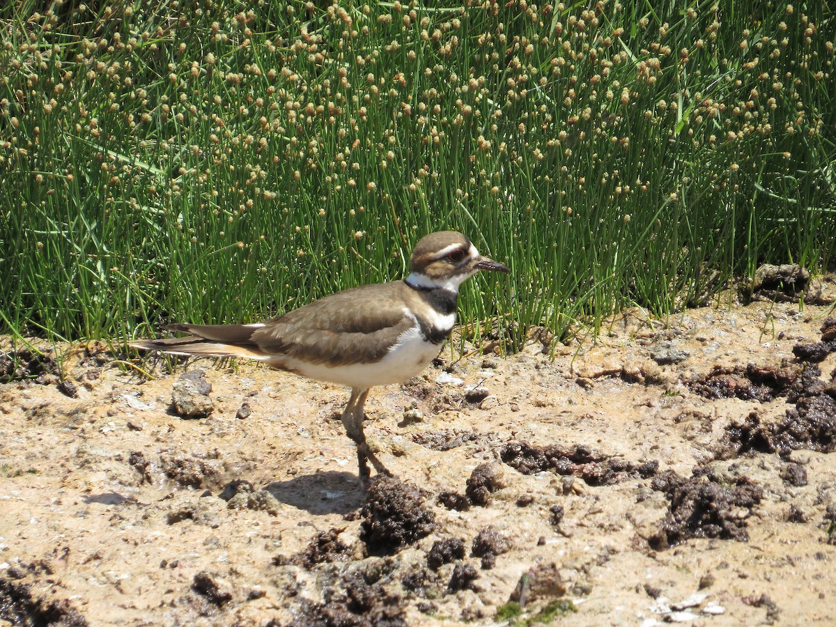 Killdeer - ML477243881