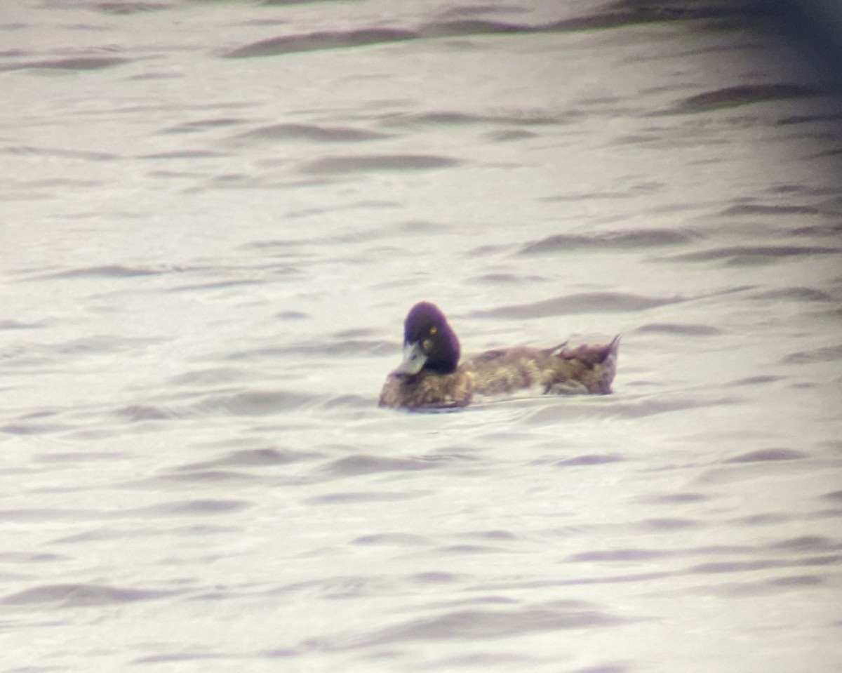 Lesser Scaup - ML477244101