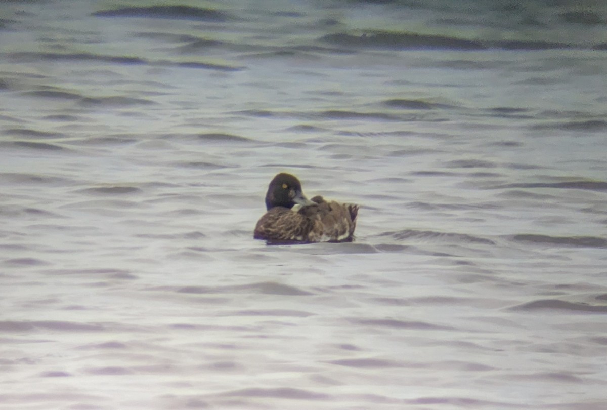 Lesser Scaup - ML477244111