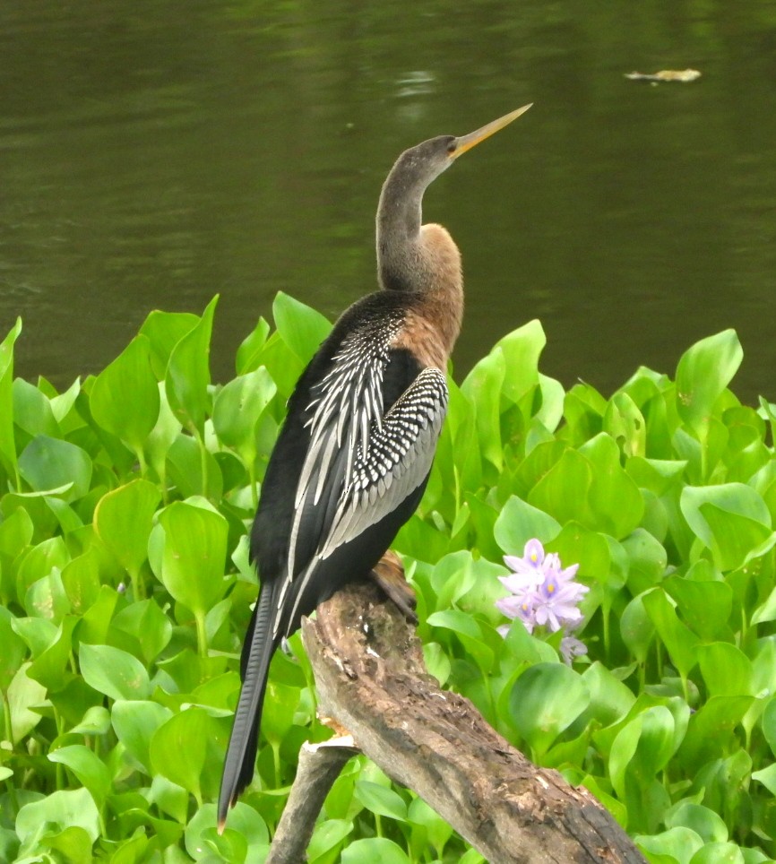 Anhinga d'Amérique - ML477245681