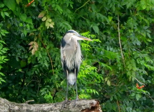 Great Blue Heron - Annette Daughdrill