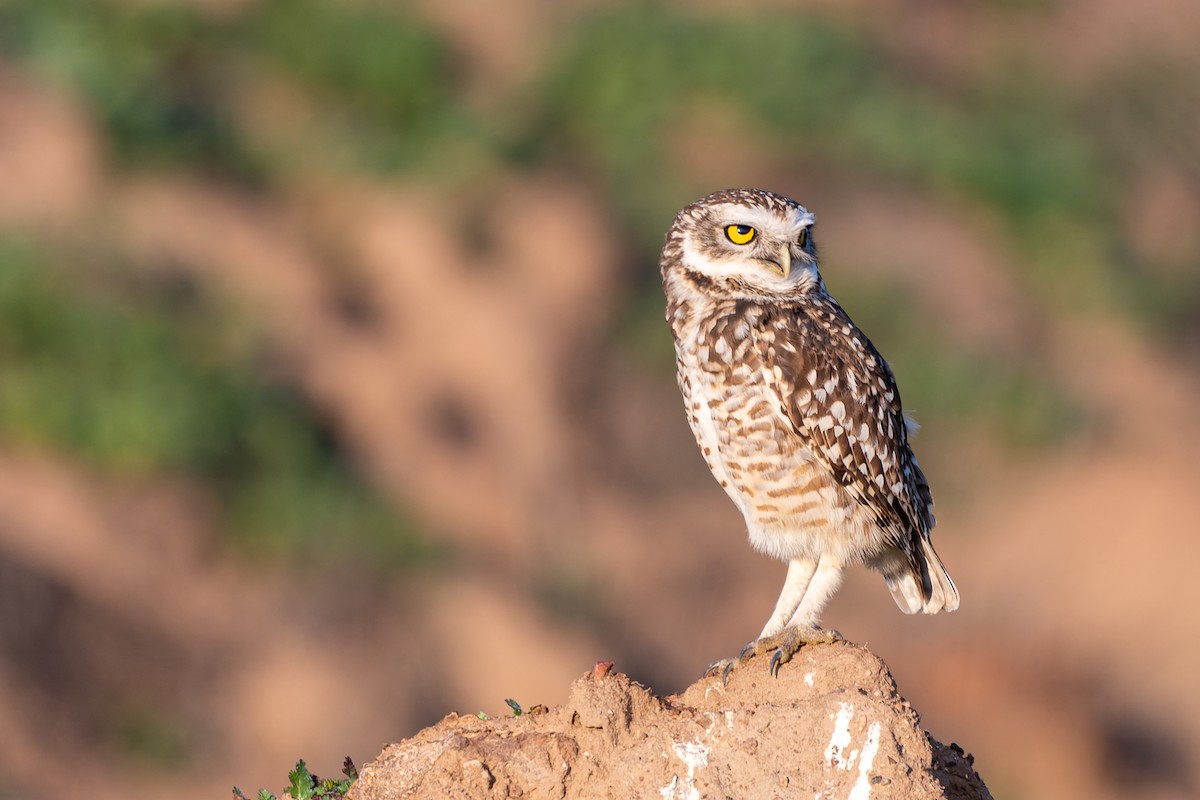 Burrowing Owl - Jorge Ugalde