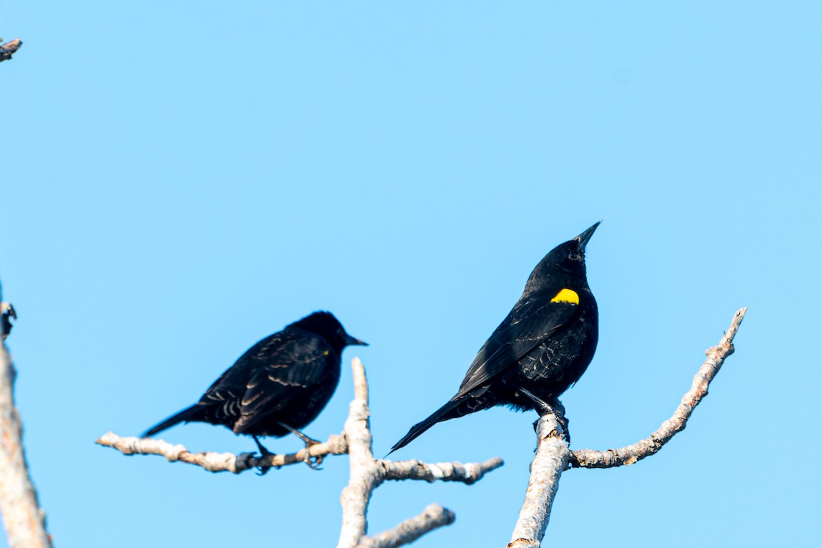 Yellow-winged Blackbird - Jorge Ugalde