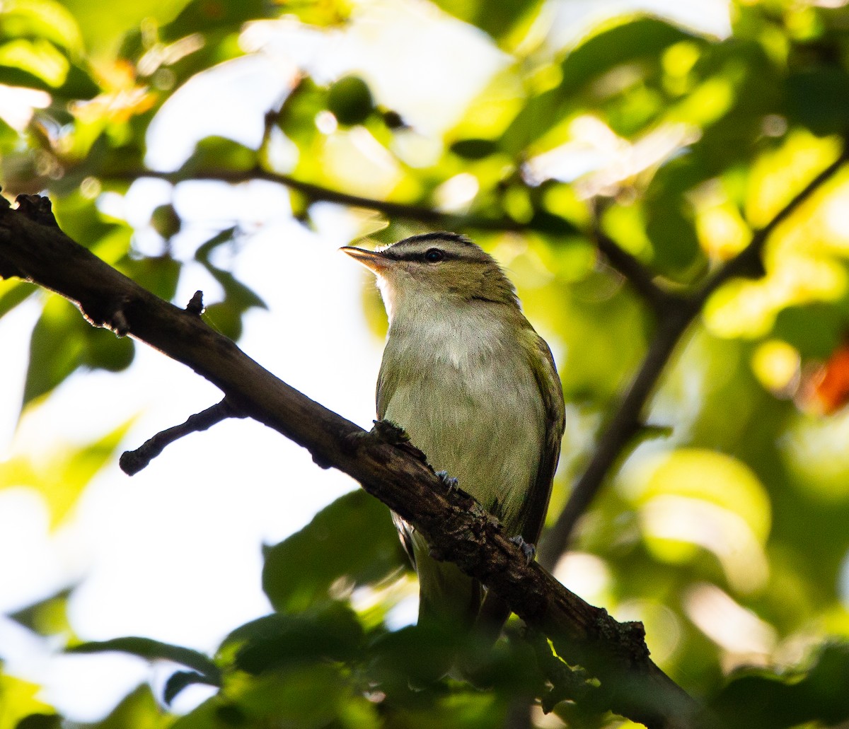 Vireo Ojirrojo - ML477249261