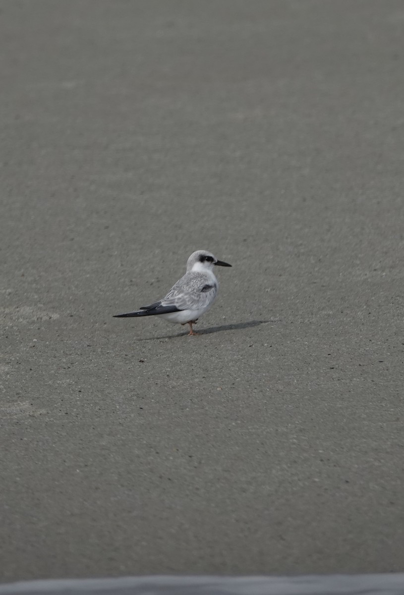 Least Tern - ML477249461