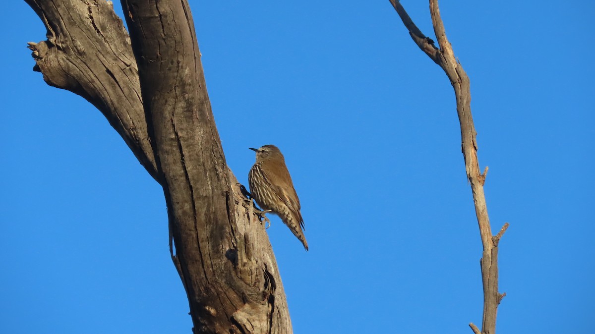 White-browed Treecreeper - ML477249931