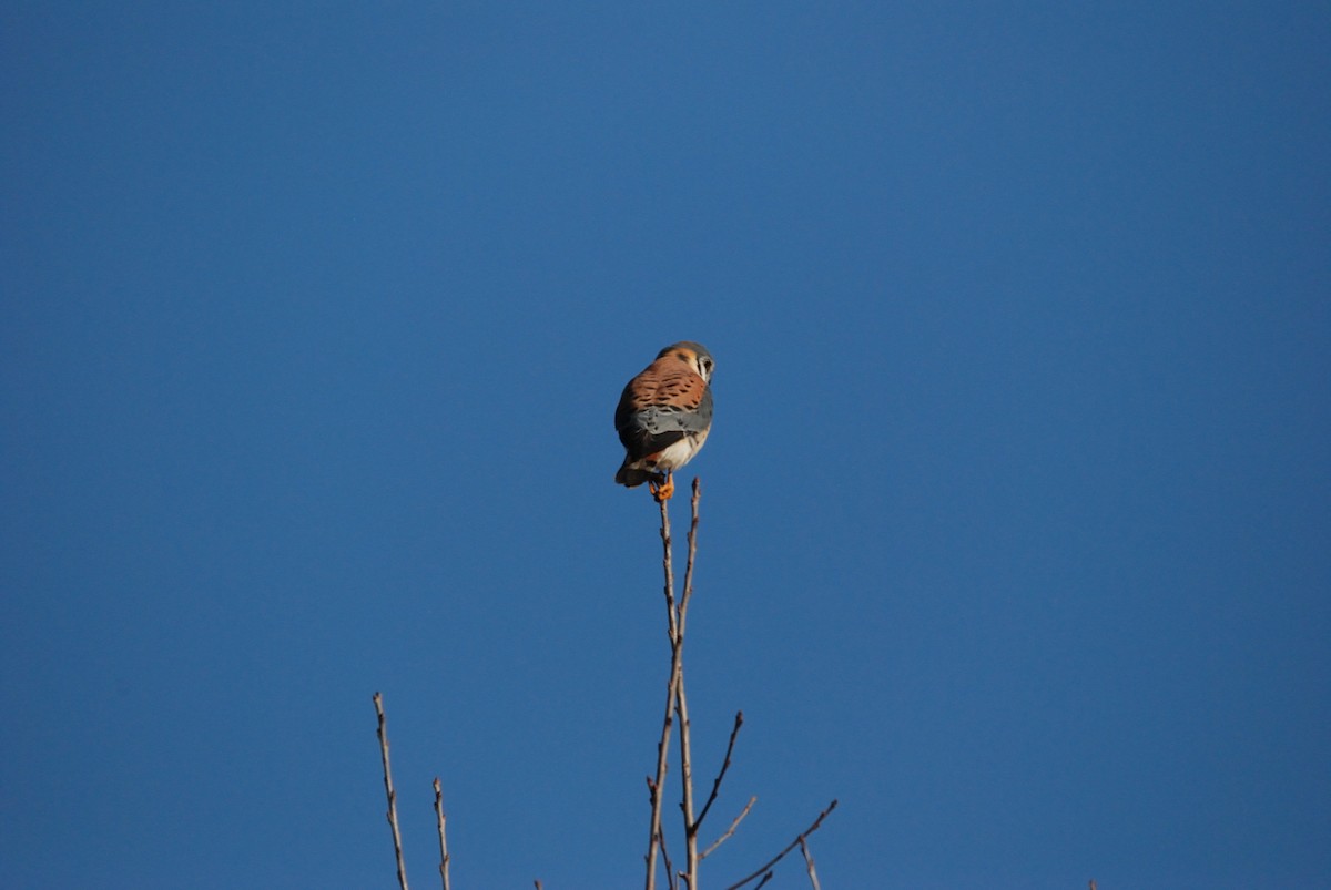 American Kestrel - ML477250571