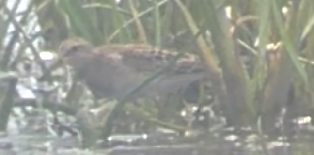 Pectoral Sandpiper - ML477251571