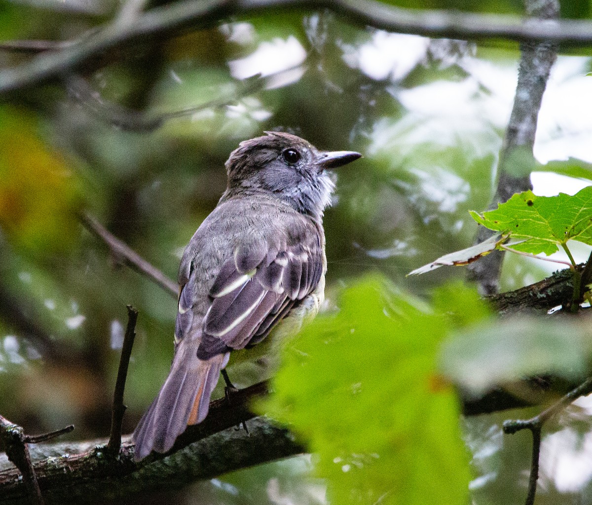 Great Crested Flycatcher - ML477251971