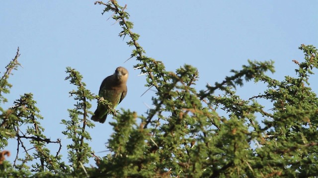 Red-bellied Parrot - ML477253