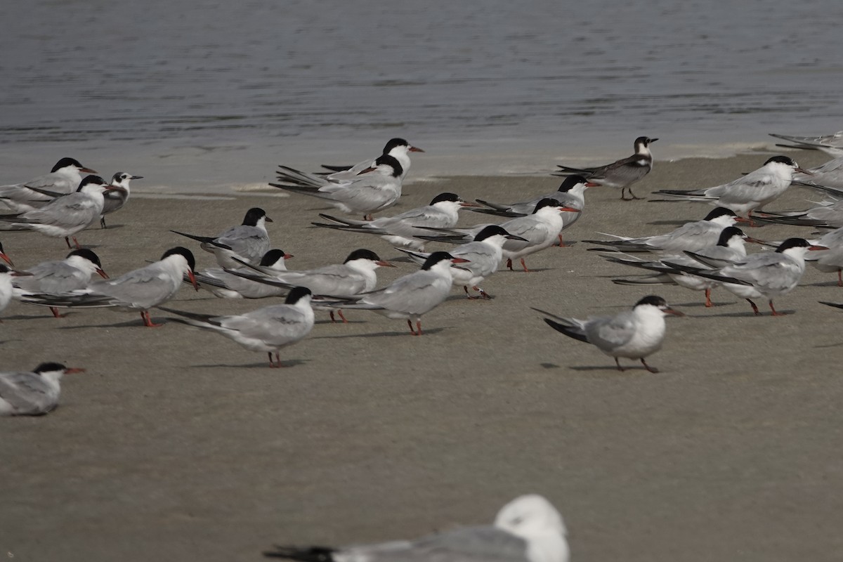 Roseate Tern - ML477254481