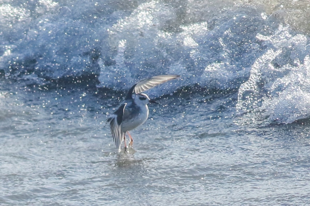 polarsvømmesnipe - ML477254691