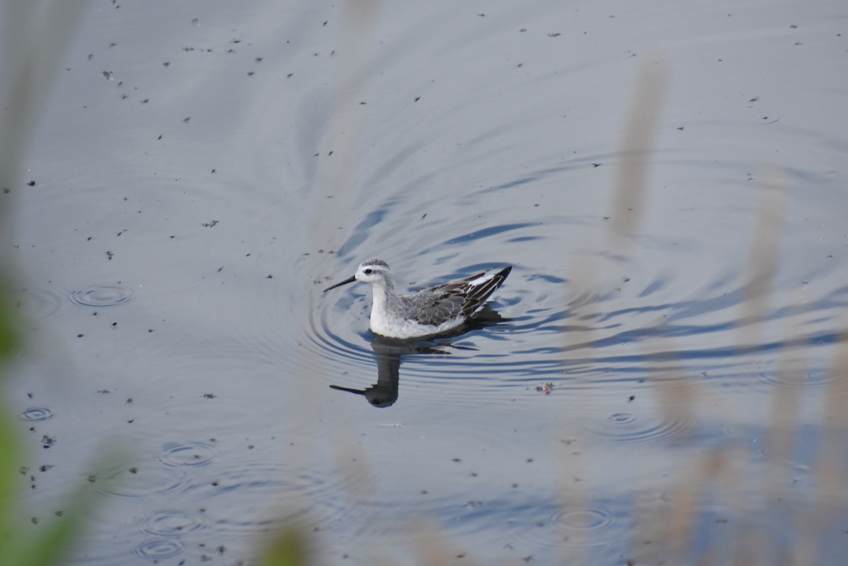 Falaropo Tricolor - ML477255061