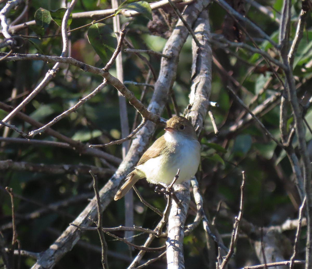 Fulvous-crowned Scrub-Tyrant - ML477255101