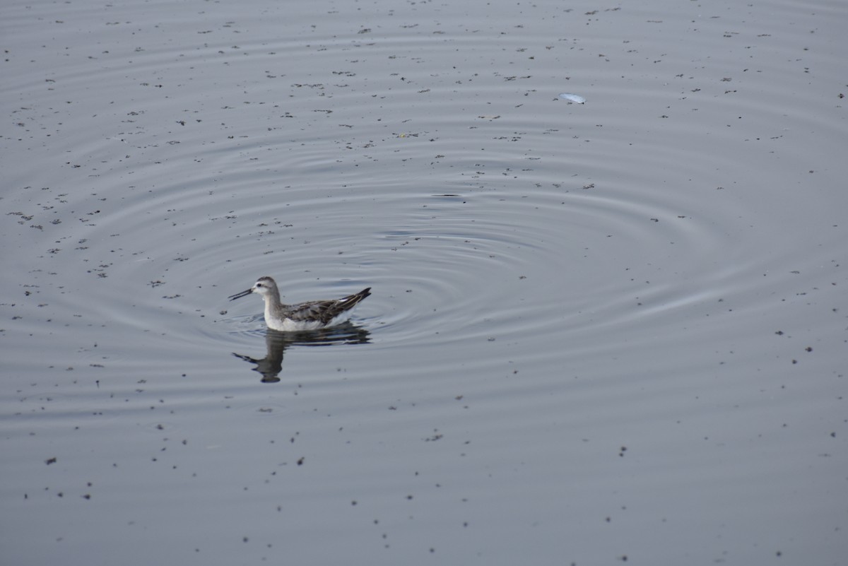 hvithalesvømmesnipe - ML477255111