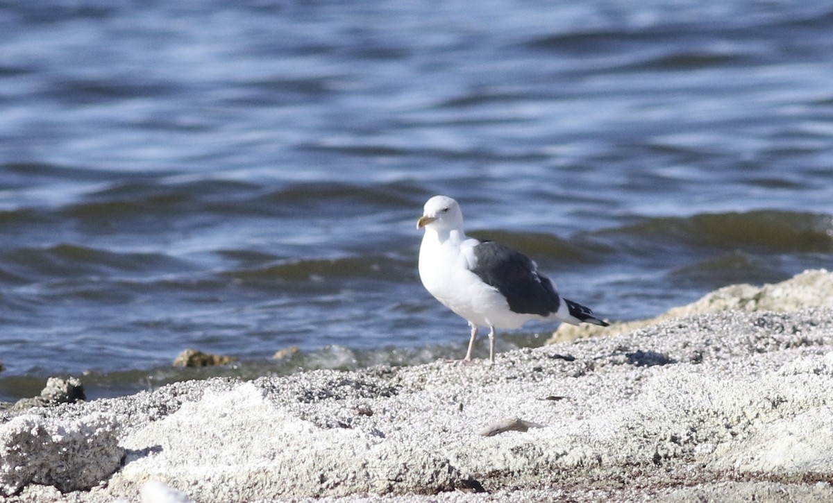 Western Gull - ML477255671