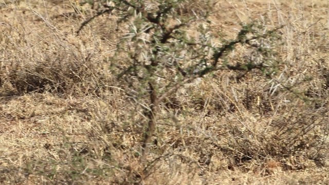 Stresemann's Bush-Crow - ML477256