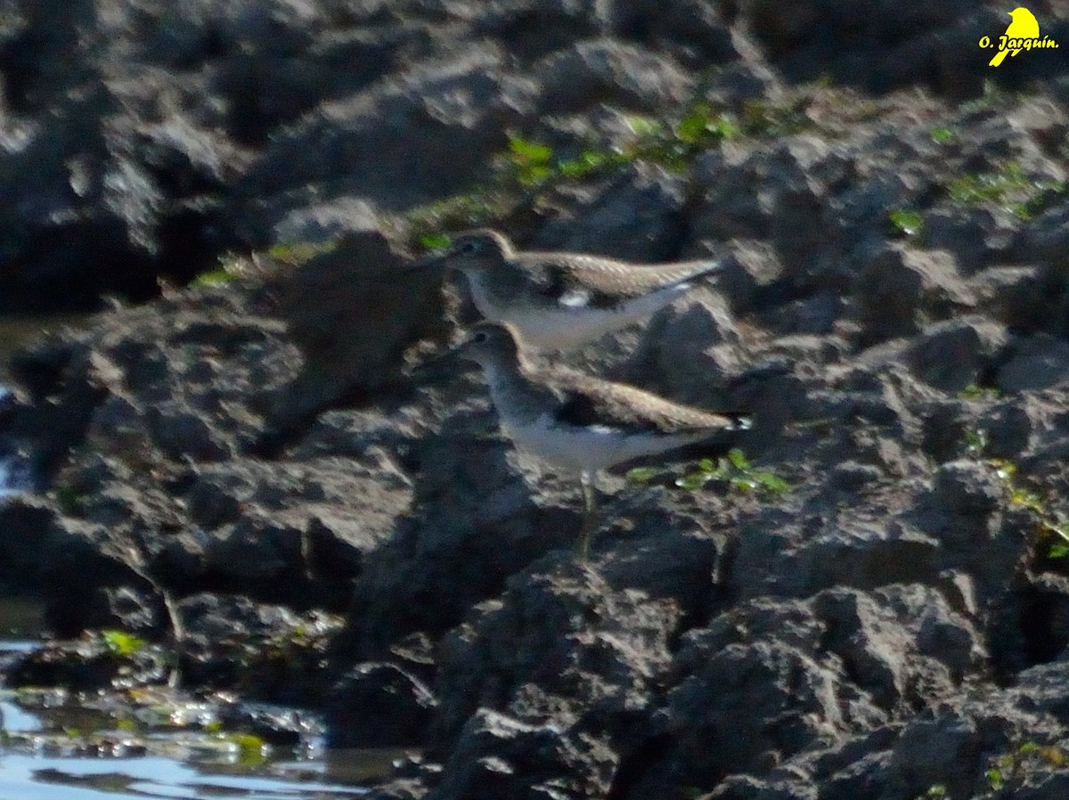 Solitary Sandpiper - ML47725601