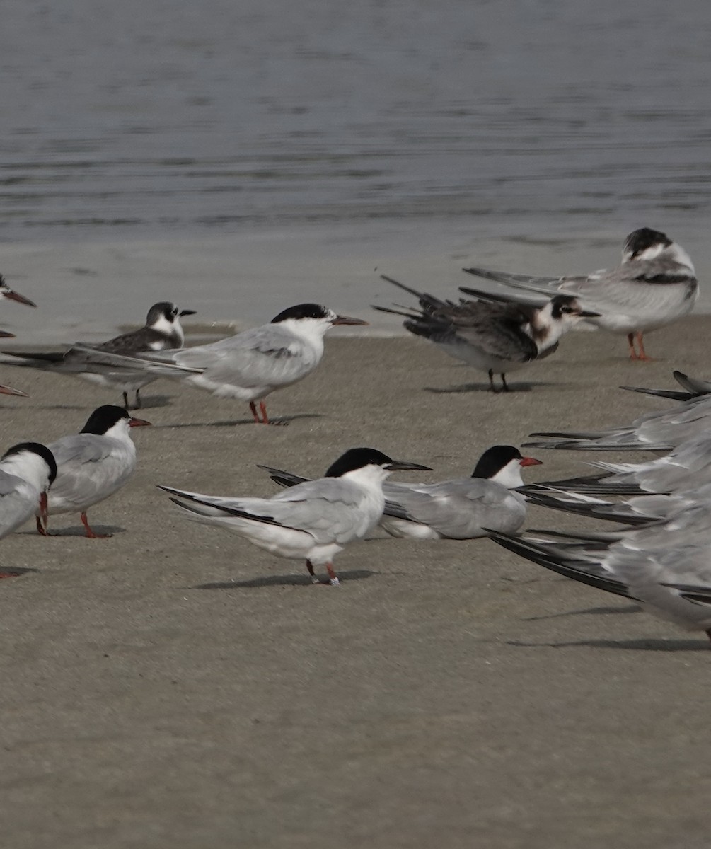 Roseate Tern - ML477256991