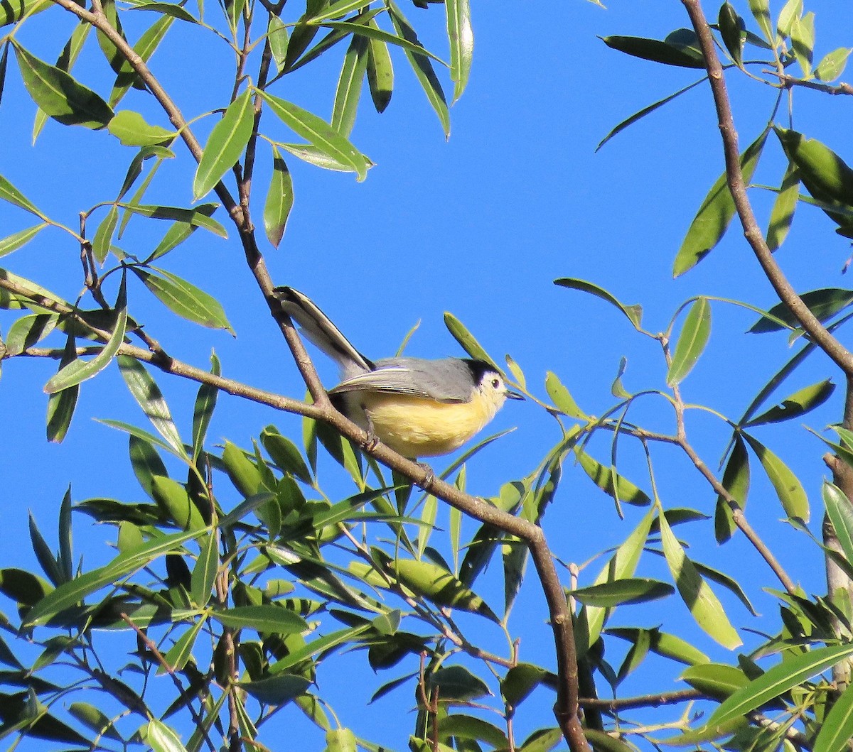 Creamy-bellied Gnatcatcher - Birding Iguazu