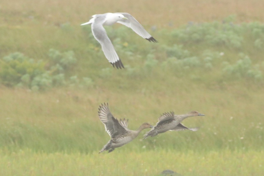 eBird Checklist - 21 Aug 2022 - St. George Island - 5 species