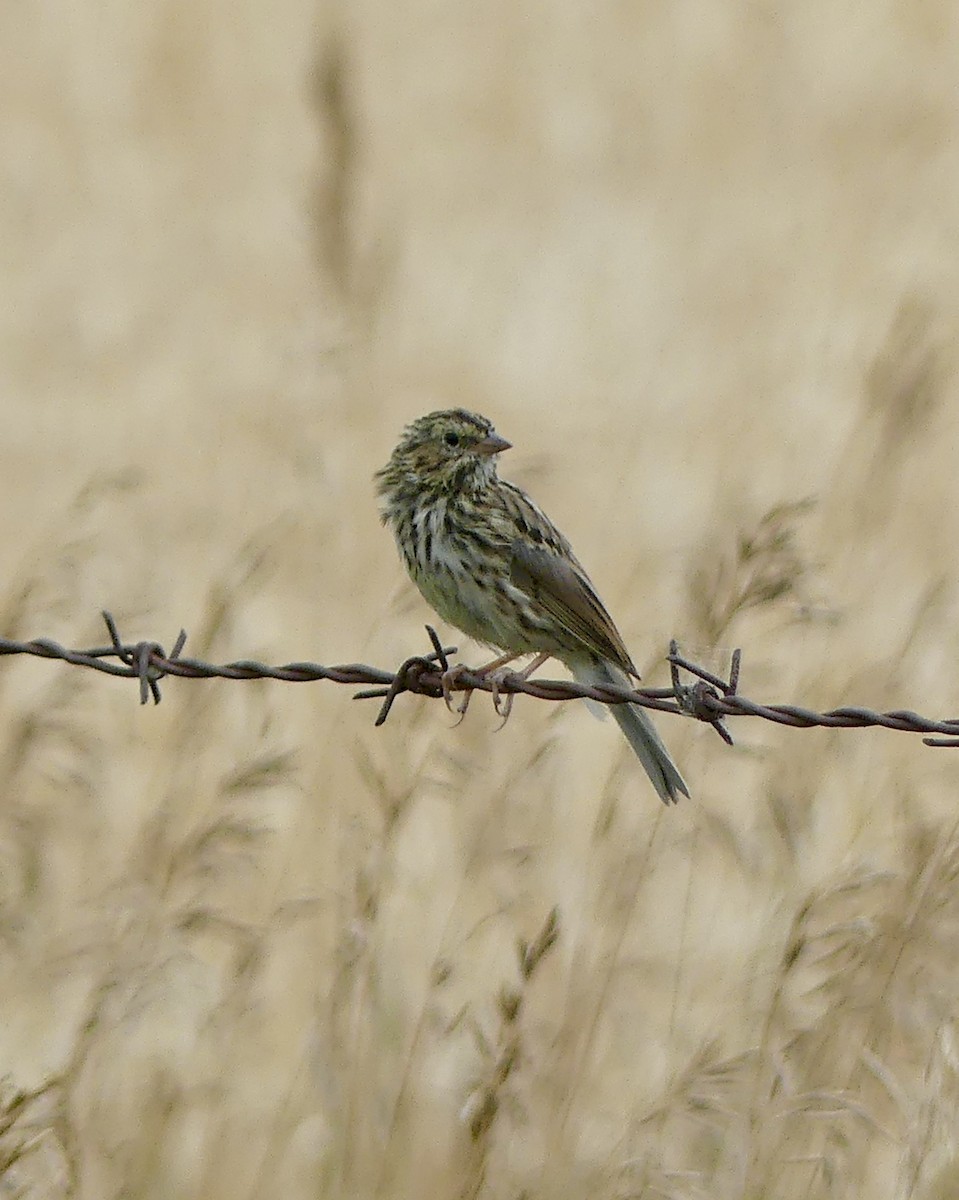 Savannah Sparrow - ML477257821