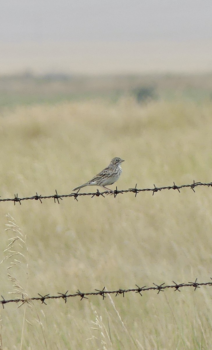 Vesper Sparrow - ML477257891