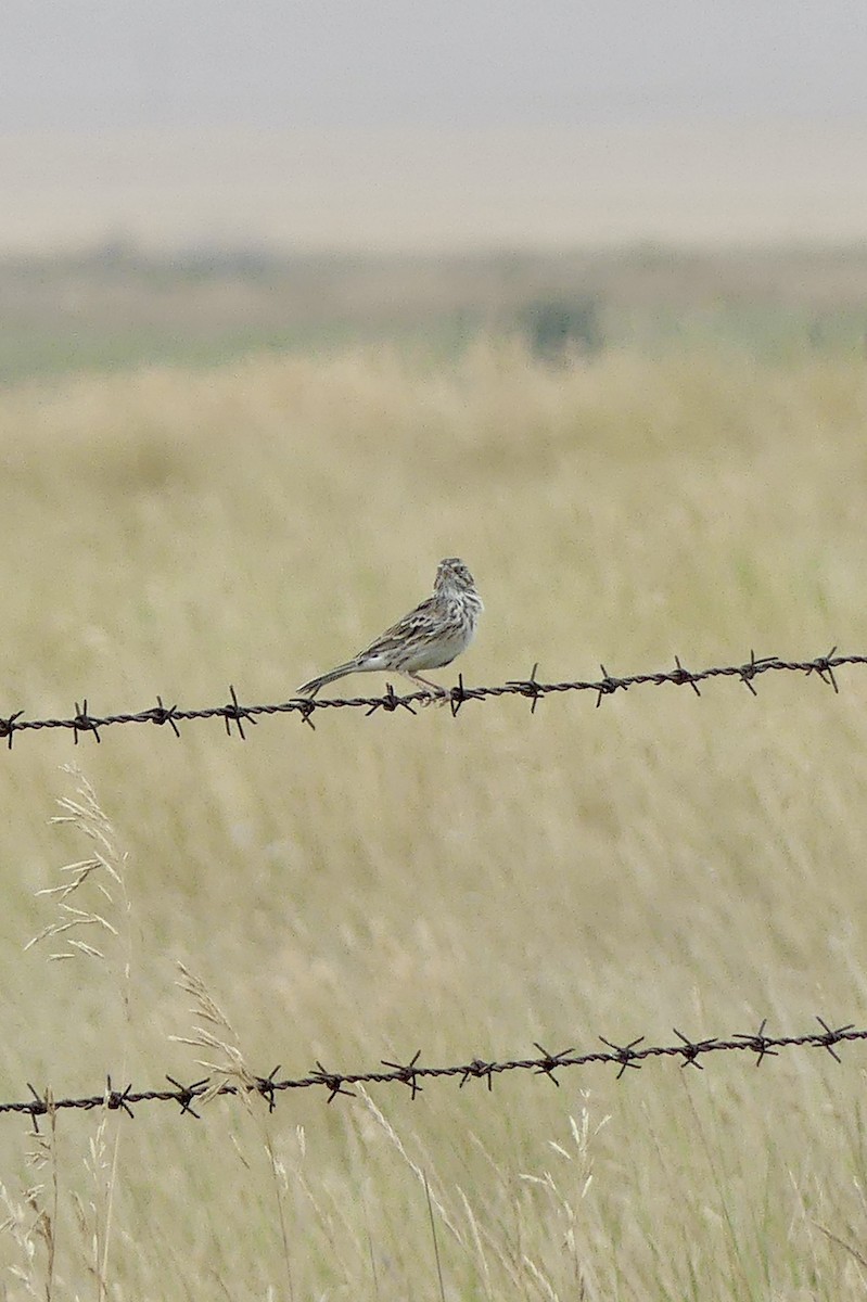 Vesper Sparrow - ML477258001