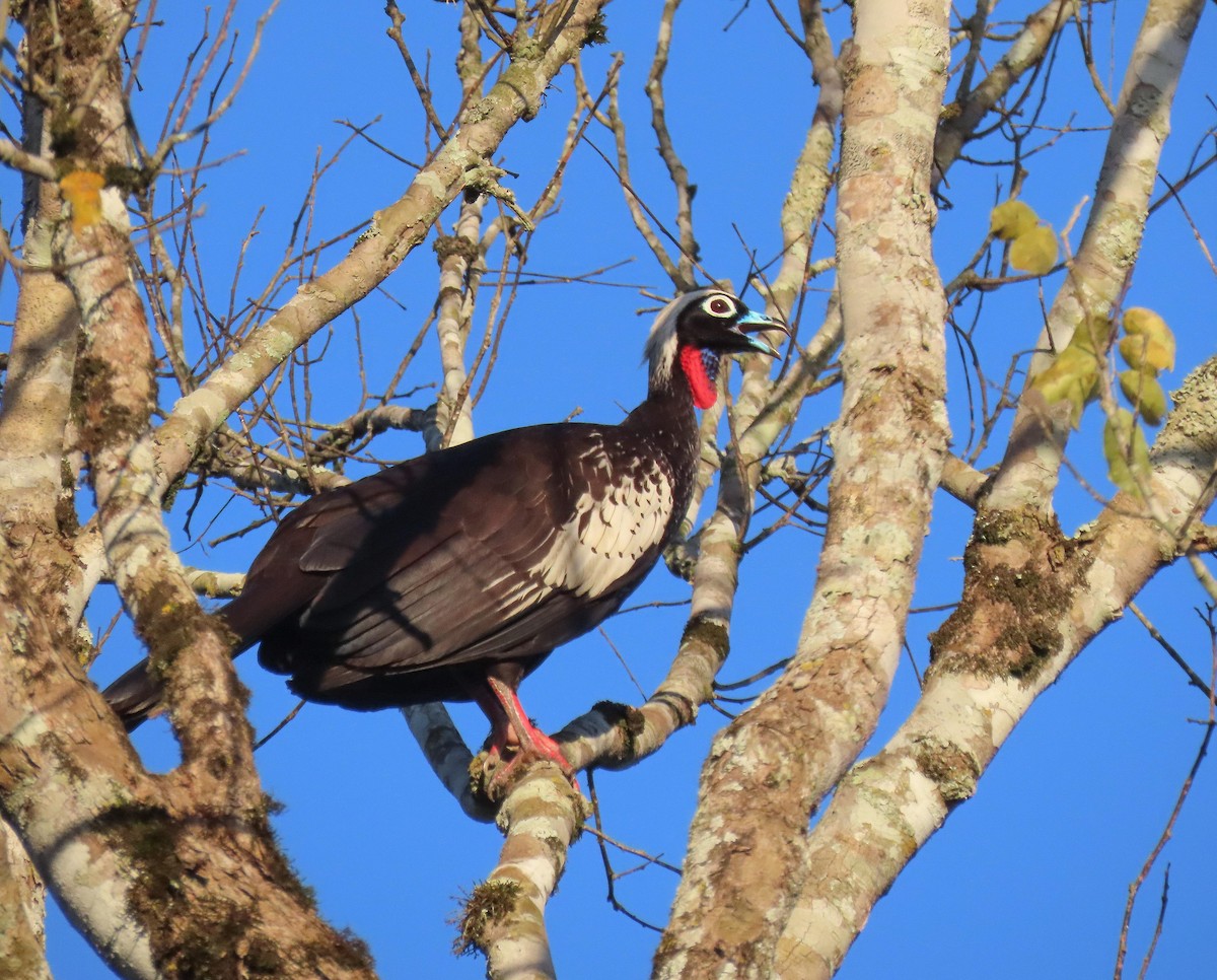 Black-fronted Piping-Guan - Fernando Pocho Cabral / Birding Iguazu