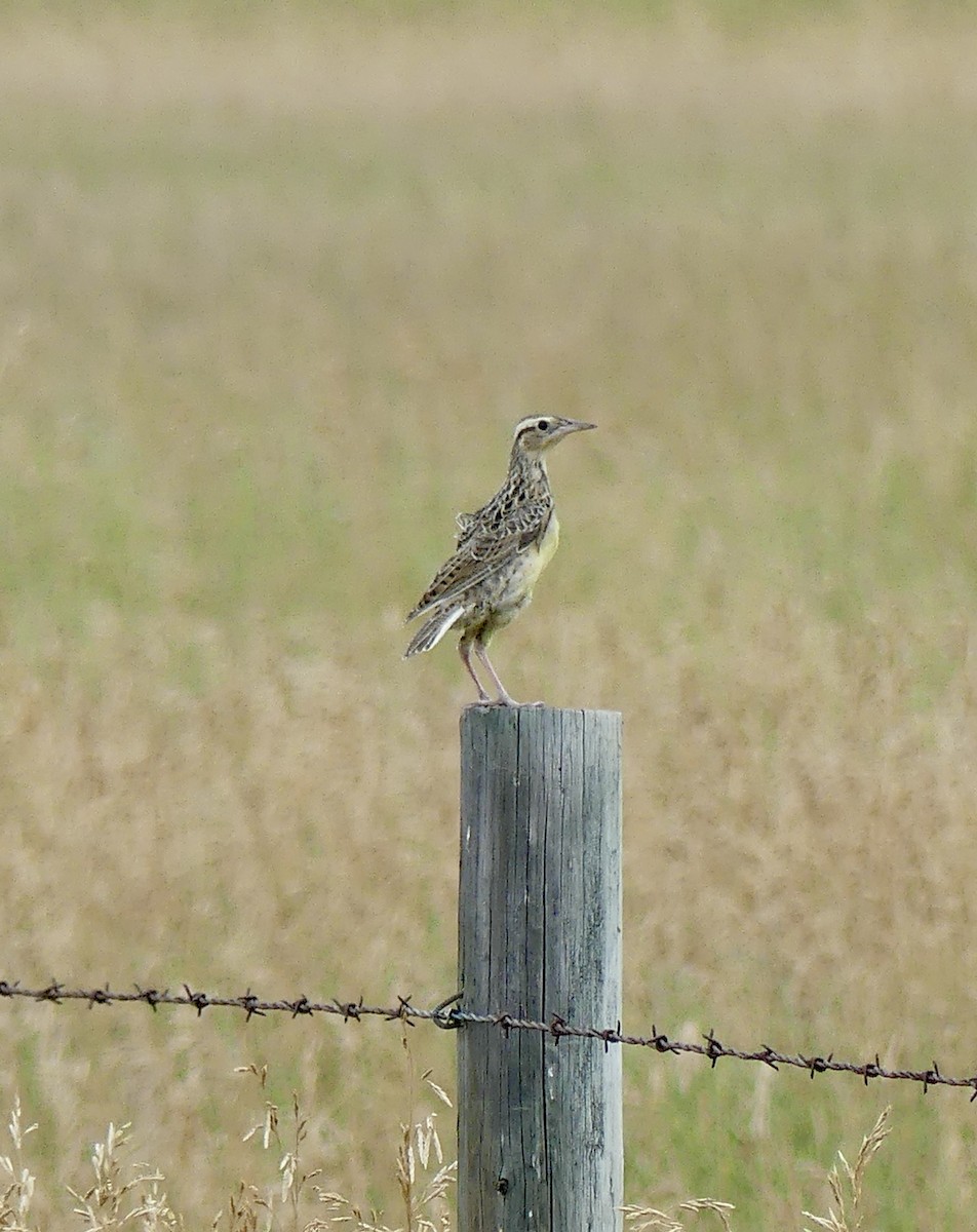 Western Meadowlark - ML477258051