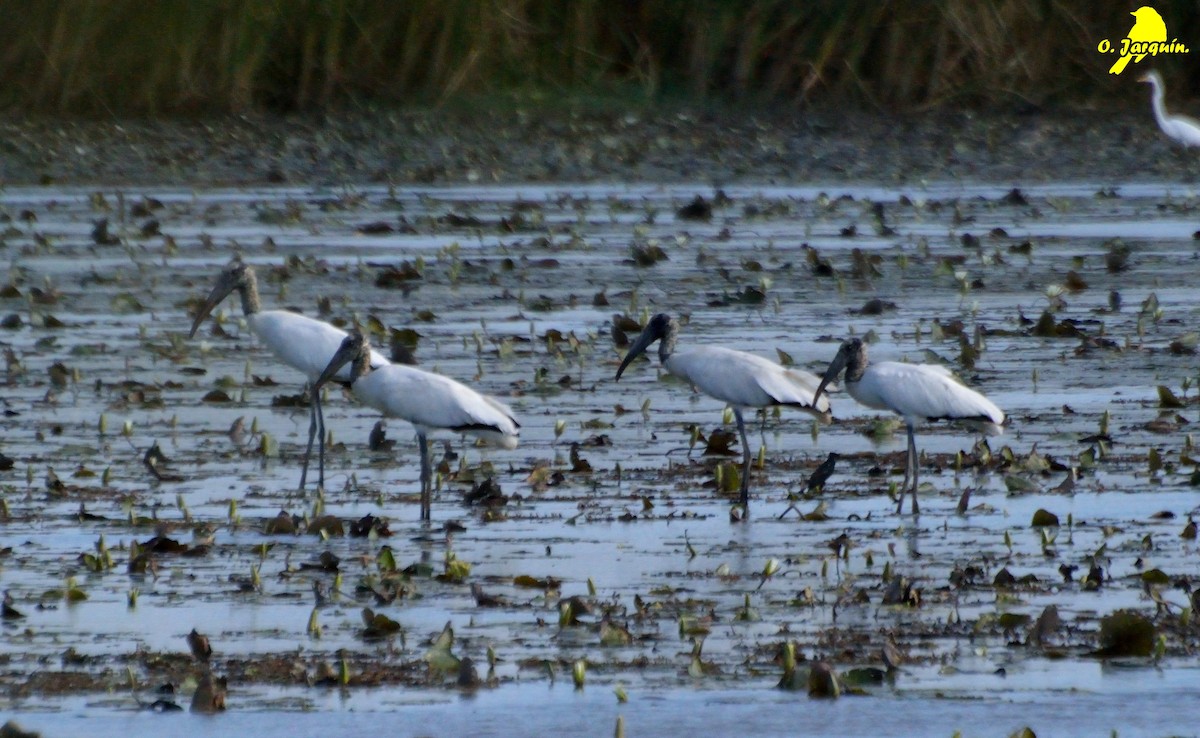 Wood Stork - ML47725891