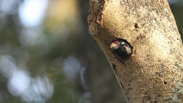 Banded Barbet - ML477260