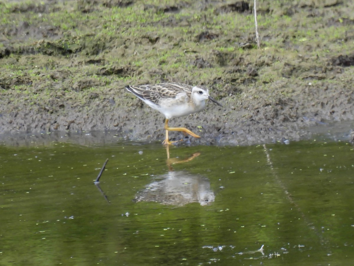 Wilson's Phalarope - Philip Downey