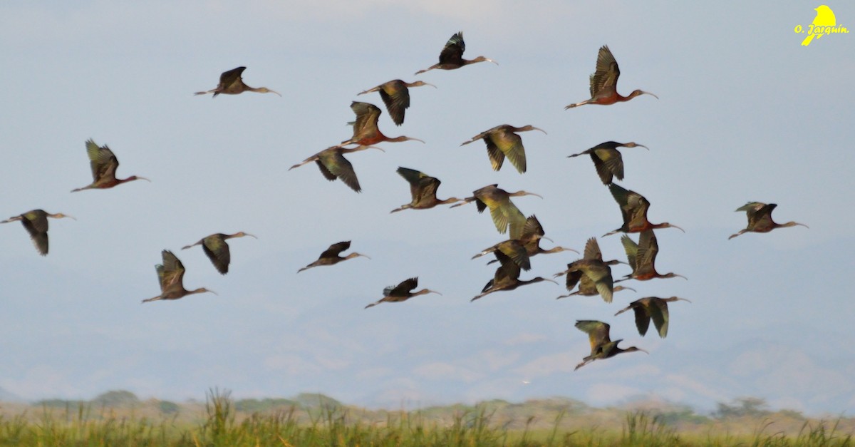 Glossy Ibis - ML47726551