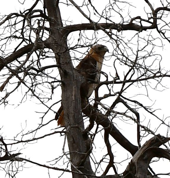 Red-tailed Hawk - ML477265651