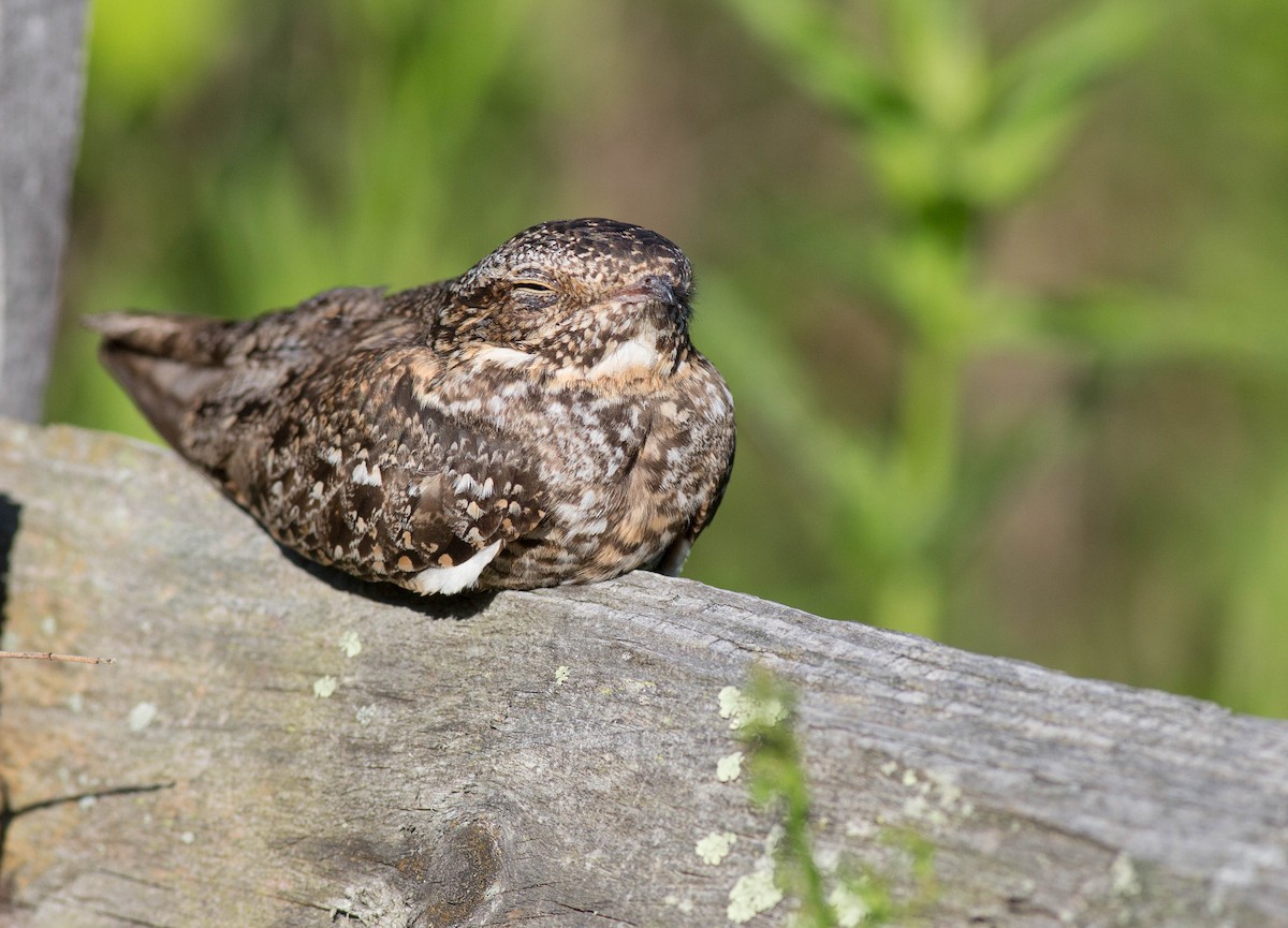 Lesser Nighthawk - ML477265981