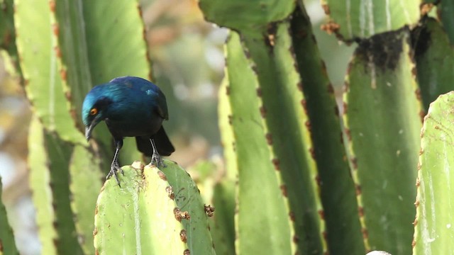 Greater Blue-eared Starling - ML477266