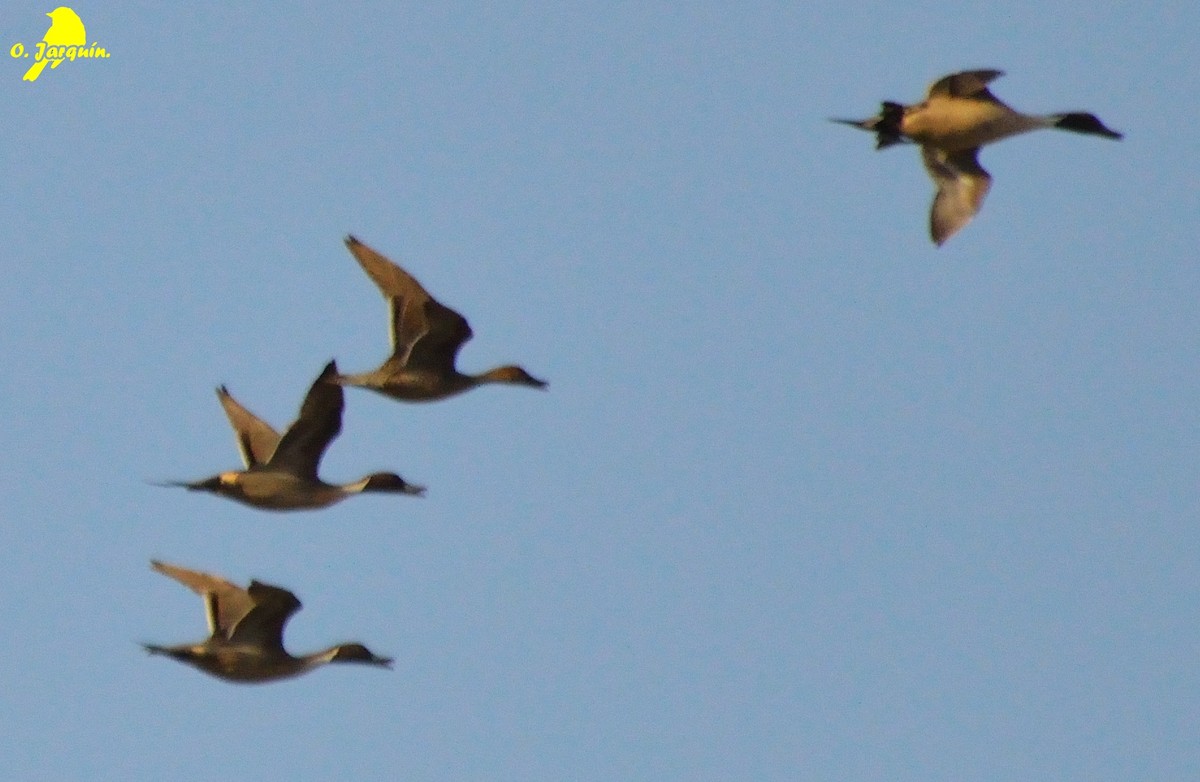 Northern Pintail - Orlando Jarquín