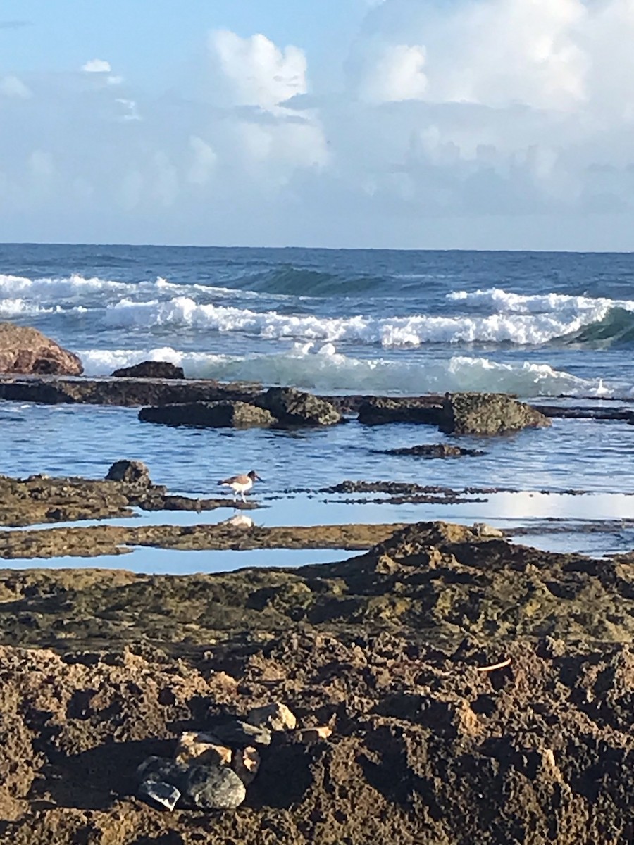 American Oystercatcher - ML477266621