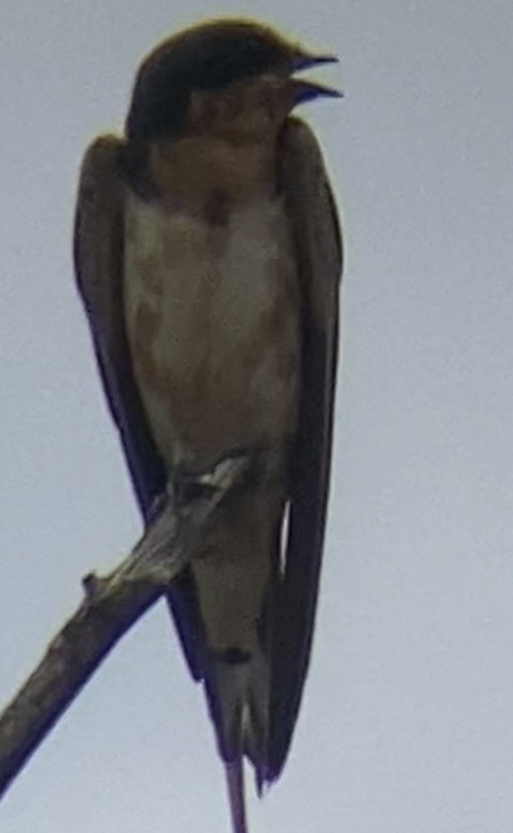 Barn Swallow - ML477266661