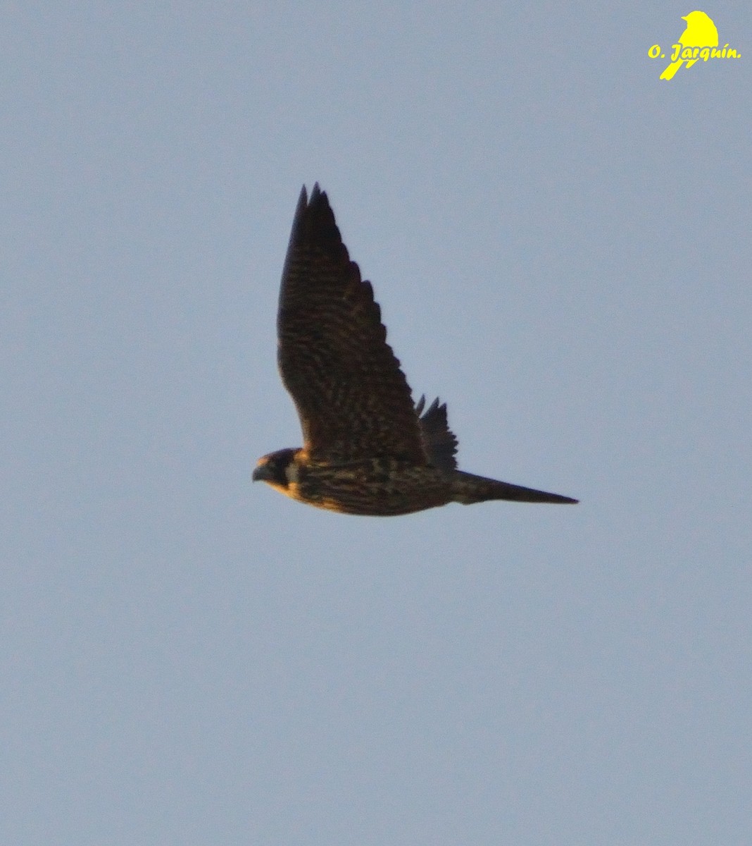 Peregrine Falcon - ML47726691