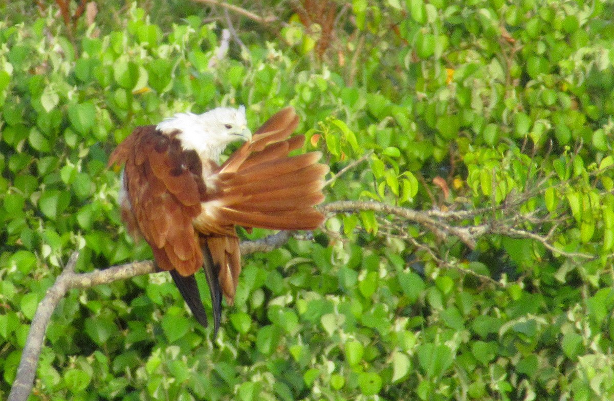 Brahminy Kite - ML477266931