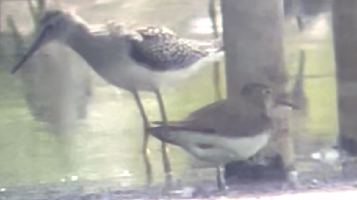 Spotted Sandpiper - ML477267111