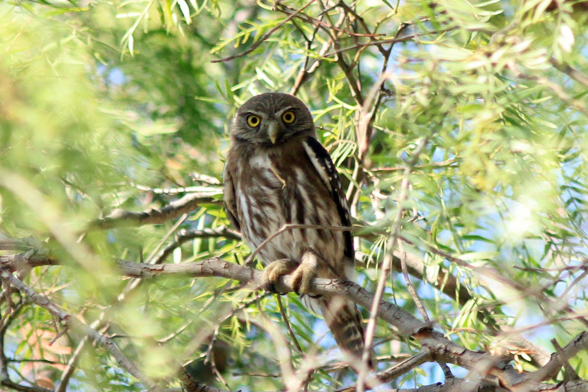 Austral Pygmy-Owl - ML47726771