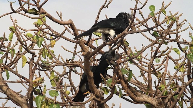 Silvery-cheeked Hornbill - ML477268